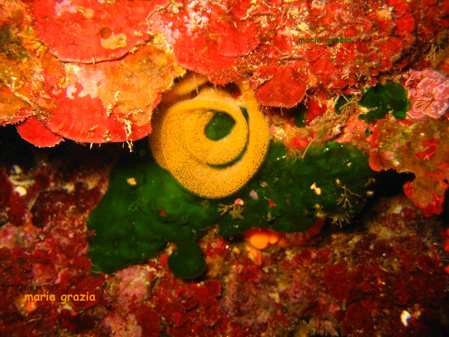 uova di Hypselodoris sp.